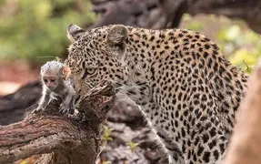 مستند حیات وحش؛ فرار به سبک فیلم های هالیوودی میمونه ها از دست پلنگ پیگیر و سمج