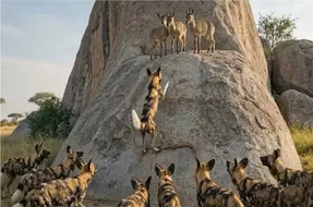 مستند حیات وحش؛ شکارچی و شکار برای زنده ماندن می‌جنگند