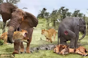 مستند حیات وحش؛ فیل شرور مذبوحانه با مشت و لگد شیر دد و پاره کرد کفتار بلعید