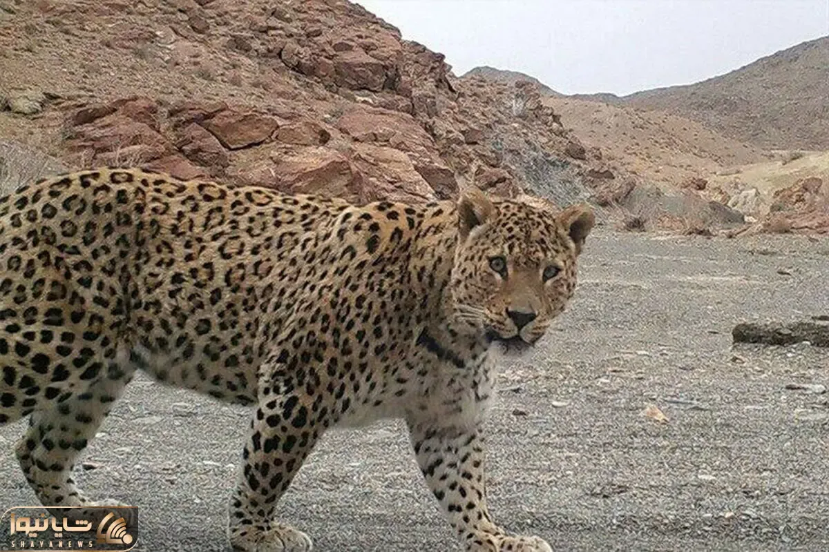 از جذابیت های حیات وحش؛ پلنگ بی عرضه که با شکارش از درخت آویزووون بود ناغافل کله پا شد