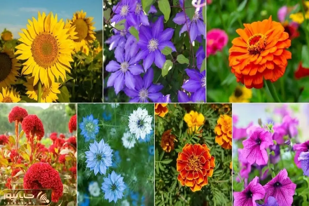 گیاهان گلدار باغچه ای برای بهار / اگه تا عید یه حیاط رویایی میخوای اینا رو الان بکار
