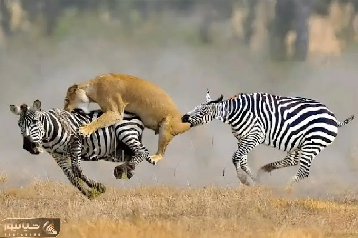 از جذابیت های حیات وحش؛ حمله درد آوره ببر به گورخر ول کن نیست ضربه فنی کرد بدجور!