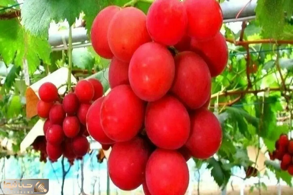کشاورزی نوین؛ تو ژاپن با تکنیک به روز ژن انگور رو اصلاح کردن هر دونش شده اندازه گردو