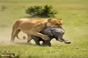 حیات وحش بی رحم؛ حمله شیر به بچه فیل آخرین اشتباهش شد
