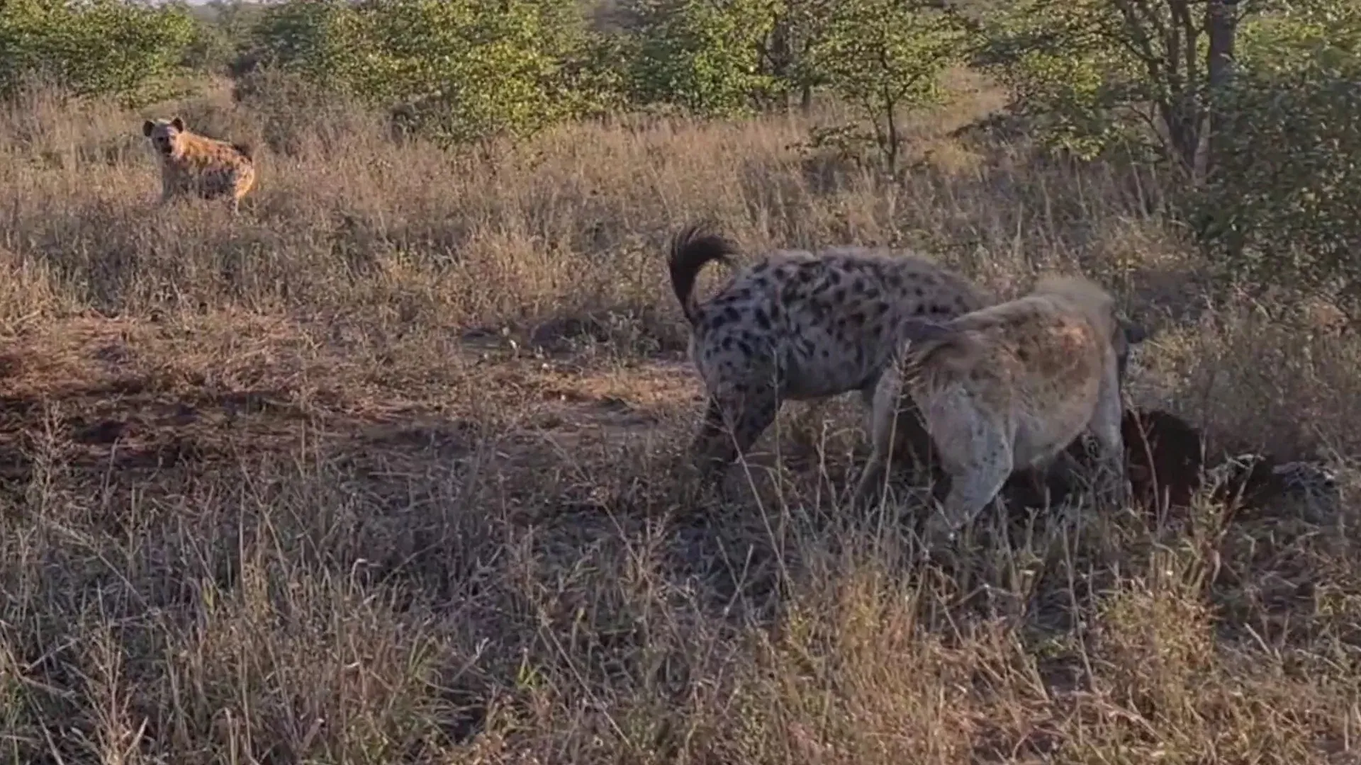 Lioness Surrounded By Hyenas Keeps Eating Lioness Surrounded By Hyenas Keeps Eating