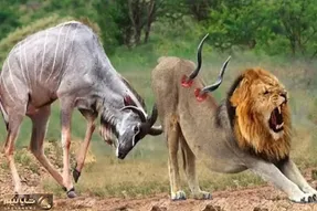 بدایع حیات وحش؛ گوزن سفاک برای انتقام از شیر بدسگال که دنبالش بود اخته ش کرد