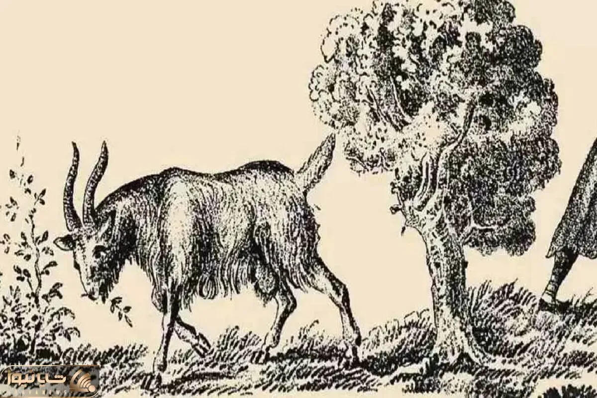 بازی فکری؛ گل روتو میبوسن اگه صاحب بز رو پیدا کنی