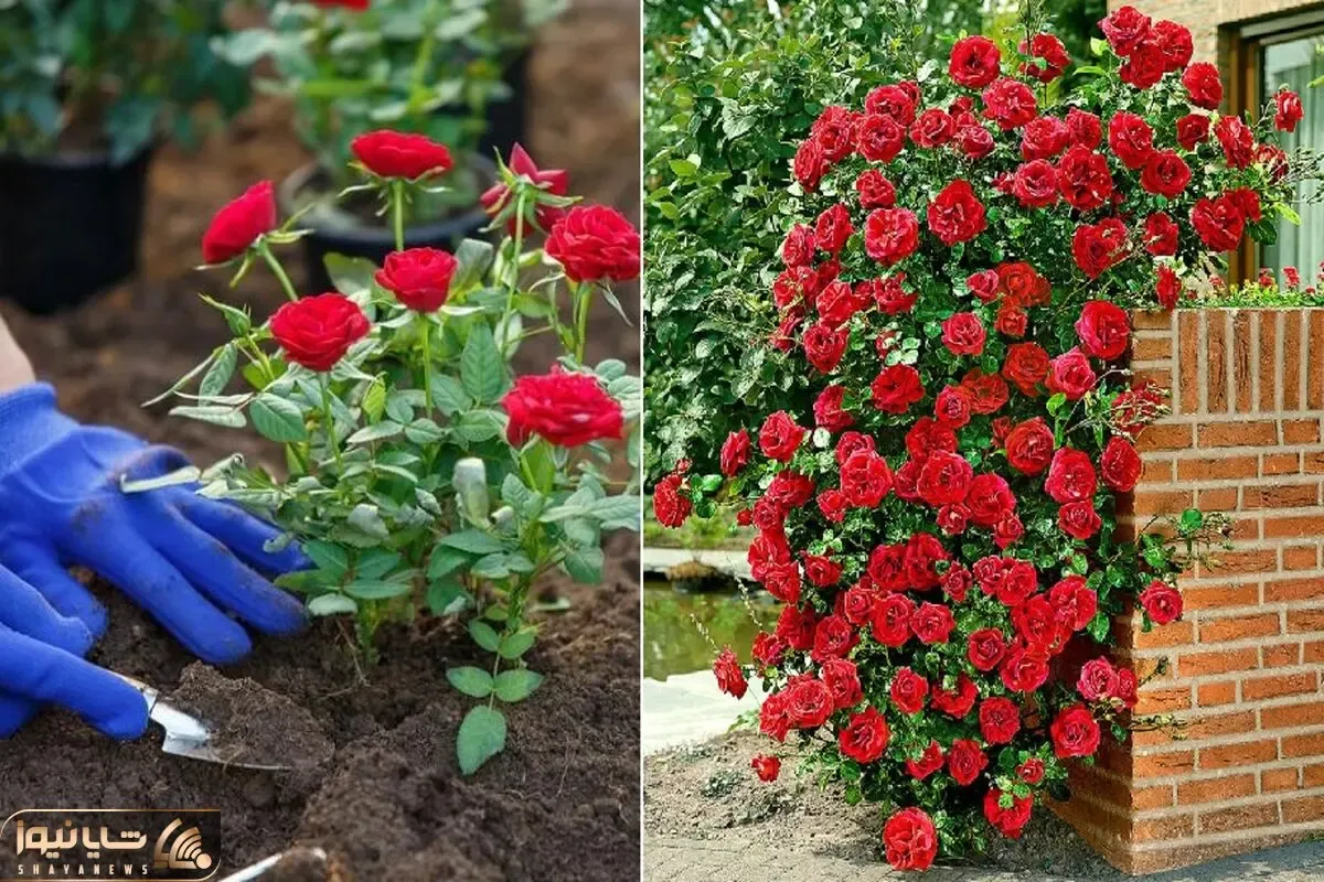 آسان ترین مدل قلمه زنی گل رز در خانه؛ گام به گام مراحل کاشت، نگهداری و میزان نور و آب