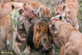 از جذابیت های حیات وحش؛ شیر ها گله ای ریختن سر همنوعشون لت و پارش کردن چه شیر تو شیر شده