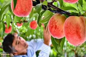 کشاورزی نوین؛ توی ژاپن با تجهیزات مدرن هلو کاشتن هر کدوم اندازه طالبی درشت شده