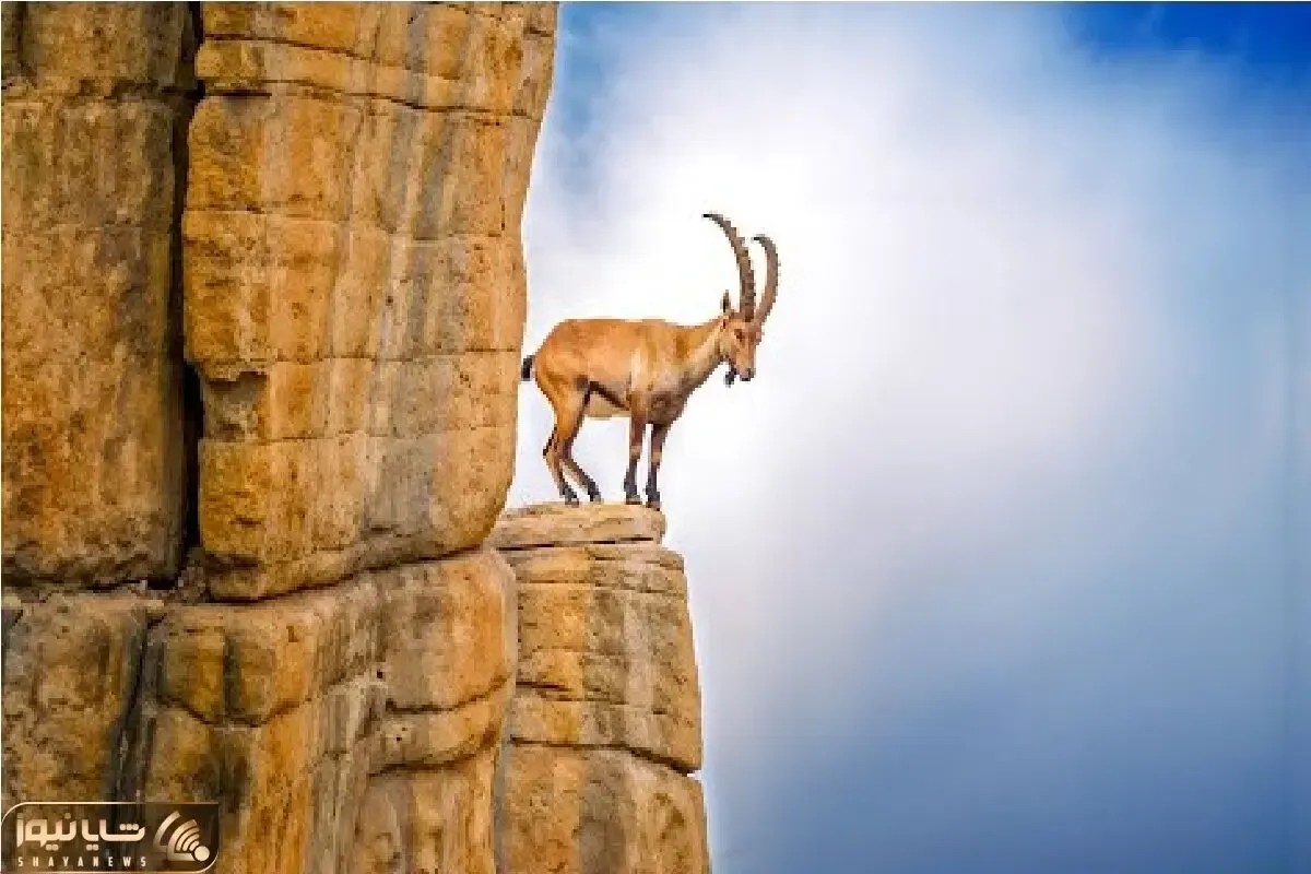 مستند حیات وحش / جاذبه برای بز کوهی تهی از معناست