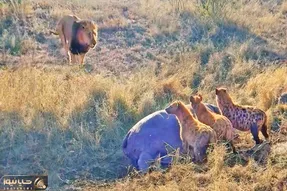 مستند حیات وحش؛ حمله مرگبار شیر به کفتارهای مشغول خوردن اسب آبی