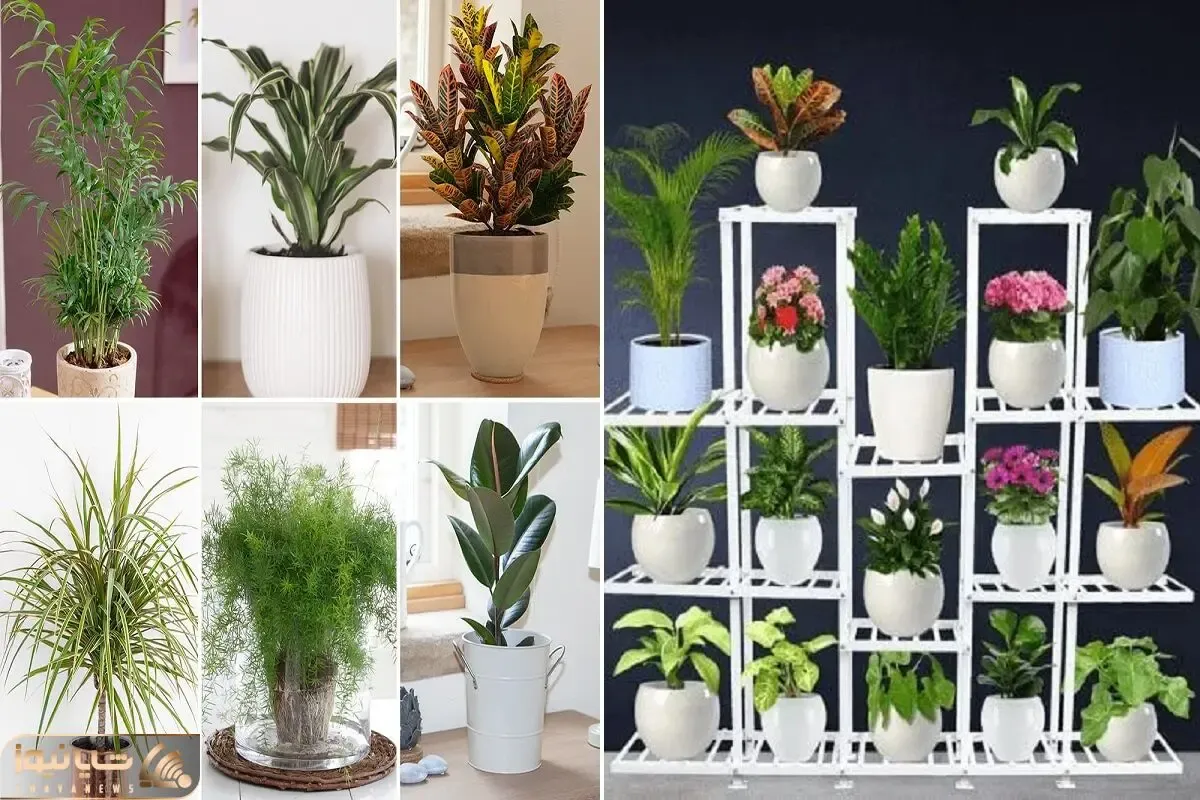 گیاهان آپارتمانی مقاوم و خوشگل / اینا نور و آب نمیخوان با قیافه شیکشونم خونت آس میشه