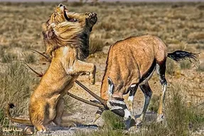 از جذابیت های حیات وحش؛ بز با شاخ های تیزش شد بلای جان درندگان و شکم شون رو پاره کرد