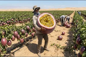 کشاورزی نوین؛ تو بیابان که هیچ موجود زنده توان زندگی نداره پشن فروت پرورش دادن عالی