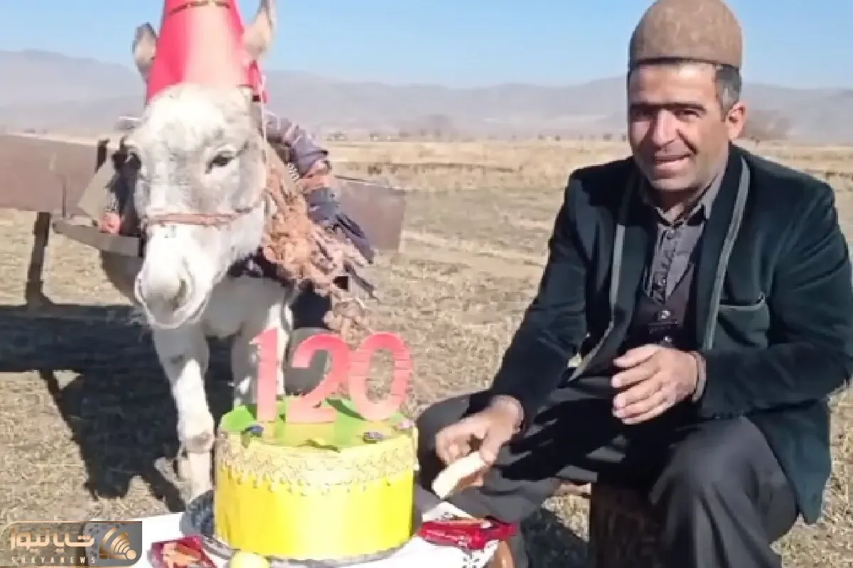 آواز مسخره؛ چوپان تم زده برای الاغش تولد 120 سالگی گرفته و براش میخونه شمع فوت کردنشو