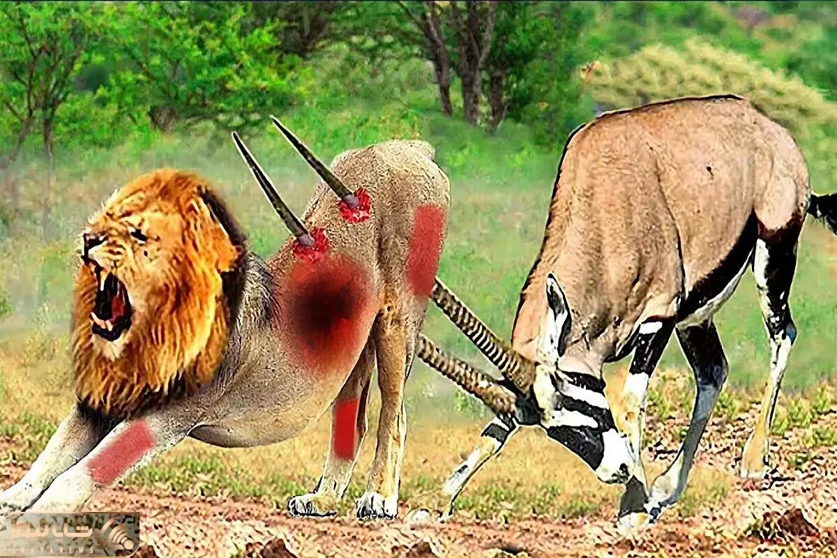 مستند حیات وحش / غزال با انجام این کار در قلمرو شیر زندگی خود را نابود کرد