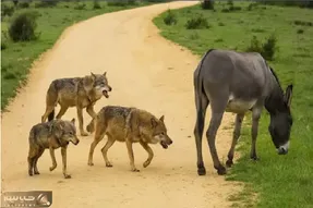 جذابیت حیات وحش؛ احدی حریف خر بازی خر نمیشه!