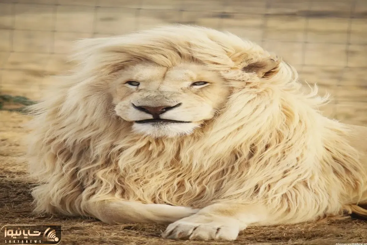 مستند حیات وحش / کت واک با ابهت سلطان تو فشن شو بین آدما