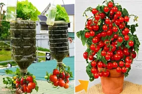 کاشت گوجه فرنگی خانگی در بطری / فکر کن واسه هر سالادت یه گوجه از دسترنج خودت میکنی