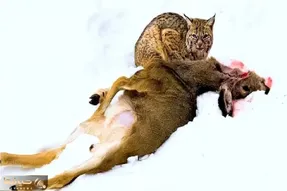 نارام زیان / شبیخون گربه وحشی به آهوی مسلول برای بقا