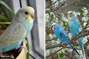 قفس مرغ عشق را کجا بذاریم؛ باید و نباید های مربوط به چاردیواریه پرنده خوش آب و رنگ
