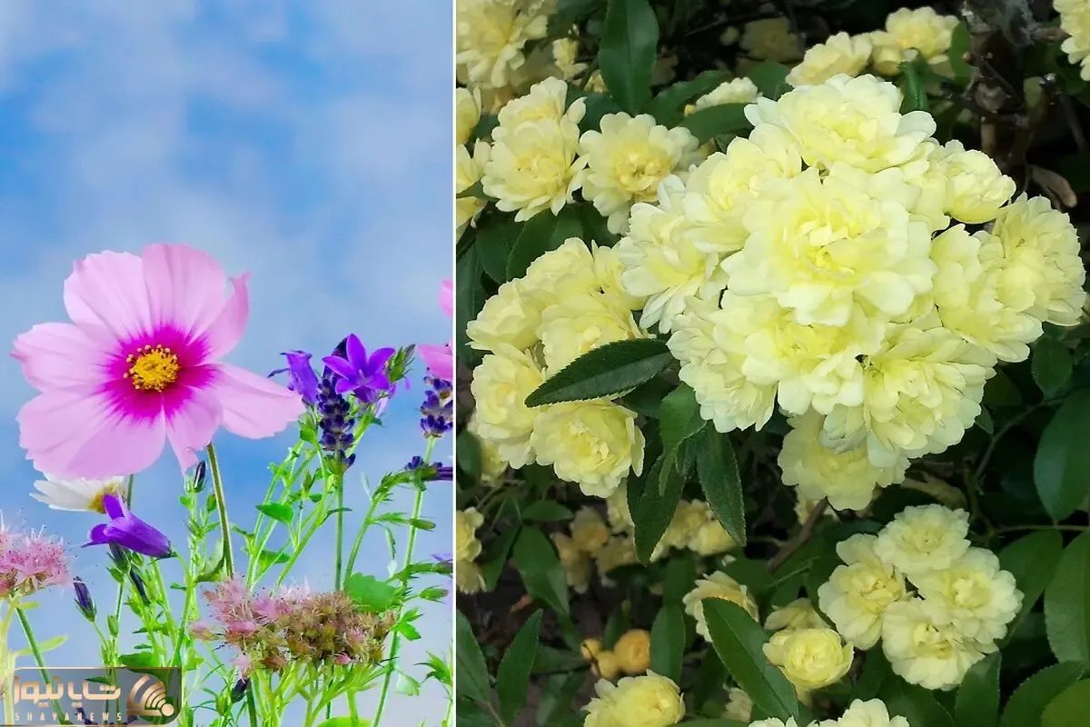 گیاهان گلدار و زیبا برای فضای باز/ حیاط خونه یا ویلا رو با این گل ها رویایی کن