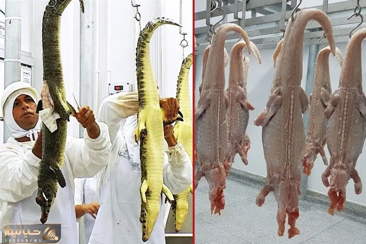 مزرعه شگفت انگیز پرورش کروکودیل / از پرورش و تخم ریزی تا قصابی و فراوری گوشت