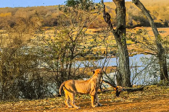 خانواده بابون ها از ترس شیر بالای درخت پناه بردند و دیگر راه فراری ندارند