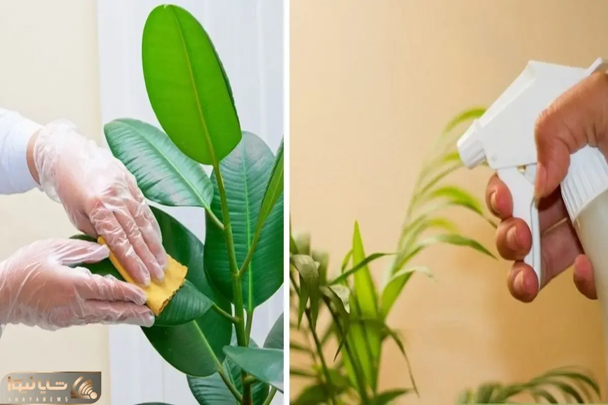 تمیز کردن اصولی برگ گیاهان آپارتمانی / درخشندگی و زیبایی گیاهان خونه رو چند برابر کن