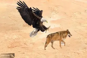 جذابیت حیات وحش/ جدال ددمنشانه عقاب و گرگ در میان کویر برای زنده ماندن
