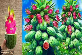 کشاورزی نوین؛ با کمک تخم مرغ و ژل آلوئه ورا هندوانه اژدهایی کشت کردن تماشایی