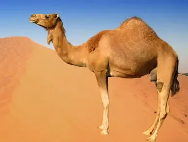 خوردن ادرار شتر در اسلام چه حکمی دارد حرام است یا حلال؟