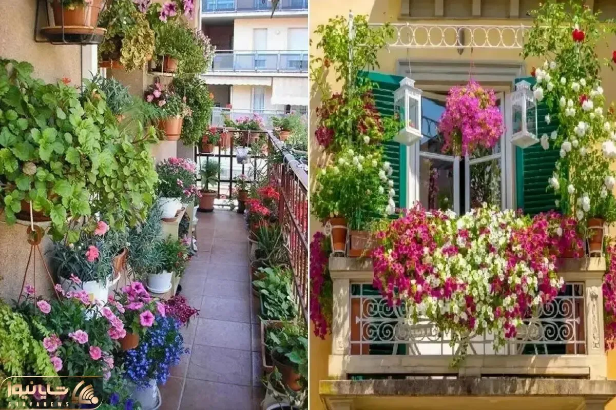 گیاهان آپارتمانی مقاوم و بادوام در برابر سرمای زمستان برا نگهداری در بالکن؛ همیشه سبز