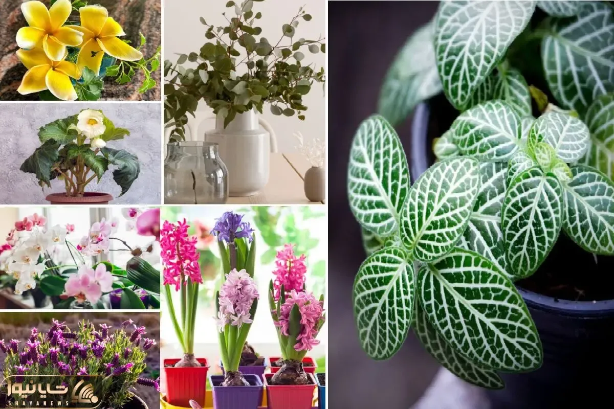 خوشگلترین گیاهان آپارتمانی/ هر کی تو خونش اینارو داره میتونه بگه ملکه ی خوش سلیقه هاس