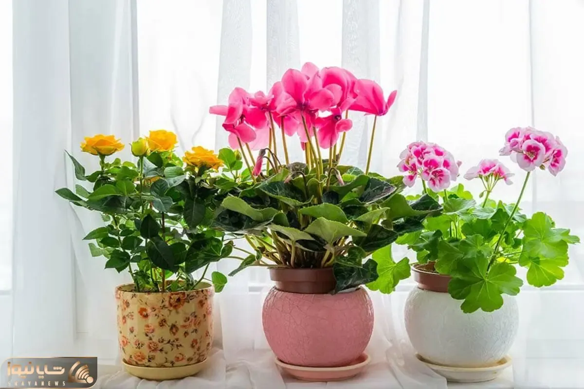 کاشت و برداشت خانگی؛ چه کودی برای گیاهان گلدار خوبه؟ اینجوری انفجاری گل میده