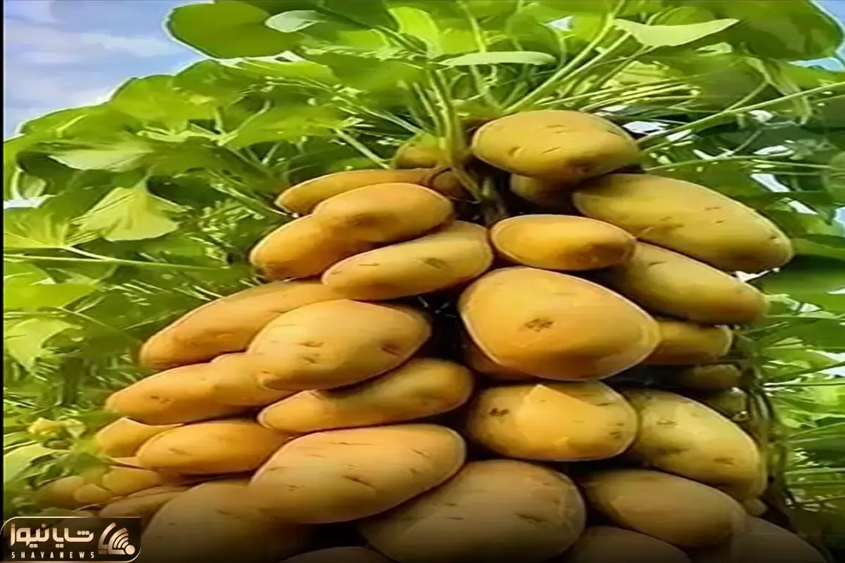 کشاورزی نوین؛ با این روش تو خونه و یه دونه گلدون 100تا سیب زمینی بکار بفروش