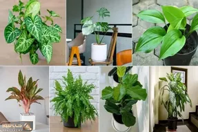 گیاهانی که میتوان قلمه زد / مهمونی رفتی اینارو دیدی دلت رفت یه تیکشونو جدا کن ماله تو