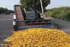 کشاورزی نوین؛ با این دستگاه ذرت دون کن چینی آمریکایی ها به ابرقدرت بودنش اعتراف کردن
