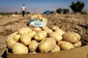 قیمت هر کیلو سیب زمینی یکشنبه ۲۹ شهریور در بازار چند؟