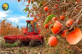 کشاورزی نوین؛ چشم بادومی ها با ابزارآلات پیشرفته گرون ترین خرمالو دنیا پرورش میدن