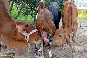 فراوری بز؛ یز سخاوتمند به گوساله های خیییلی بزرگ تر از خودش شیر میده