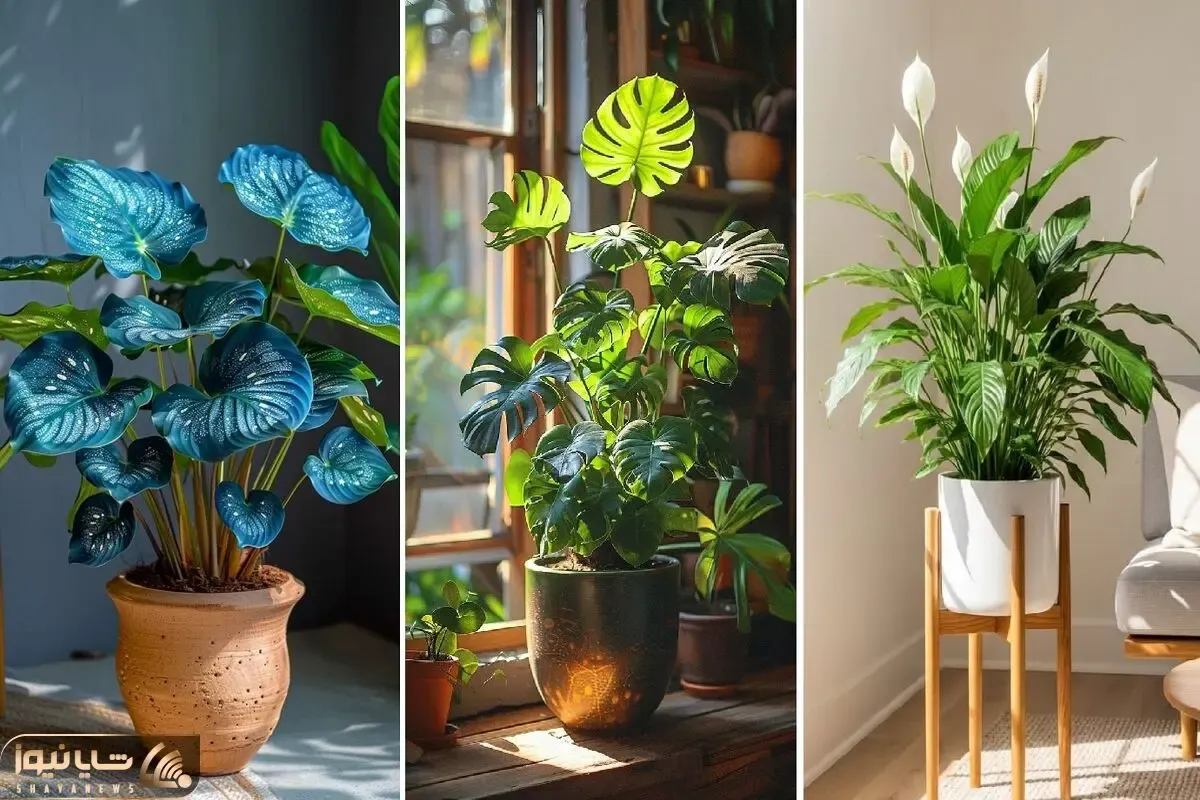 7 گیاه آپارتمانی خنک کننده نشیمن خونه؛ هفته ای یکبار بهشون آب بدی کافیه خوشگلن و مفید