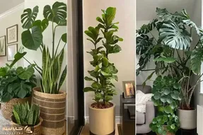 گیاهان آپارتمانی که زیاد نور نمیخوان طوری که نور لامپم بسشونه / مختص خونه های تاریک