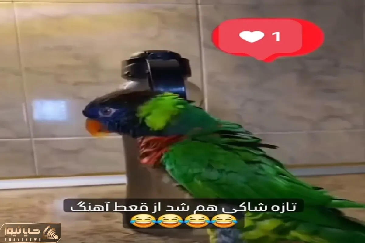 آواز شاد؛ برا طوطی قرص قمر بهنام بانی گذاشتن یه قر و فری اومد میتونه مربی کلاس رقص شه