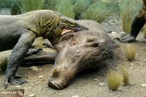 از جذابیت‌های حیات وحش؛ خوک آفتاب گرفته کومودو میرسه ولی همچنان ریلکسه تکون نمیخوره