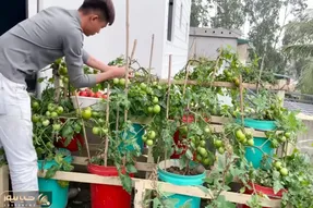 کاشت و برداشت خانگی؛ گوجه فرنگی رو تو سطل رنگ بکار بعد از 90 روز کلی محصول میده