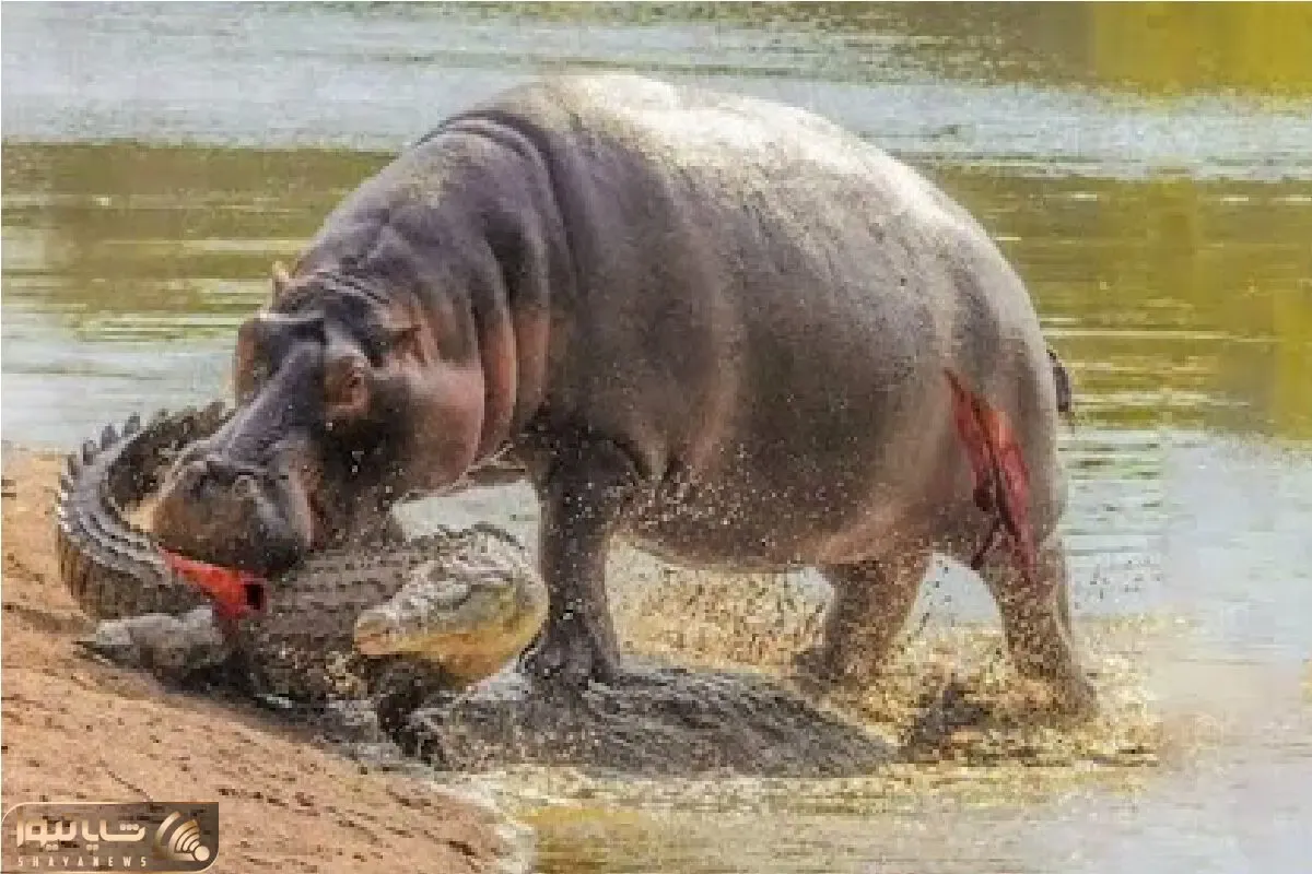 مستند حیات وحش / قصد تمساح شکم پرست لقمه ای چرب از اسب آبی بود ورق اما برگشت