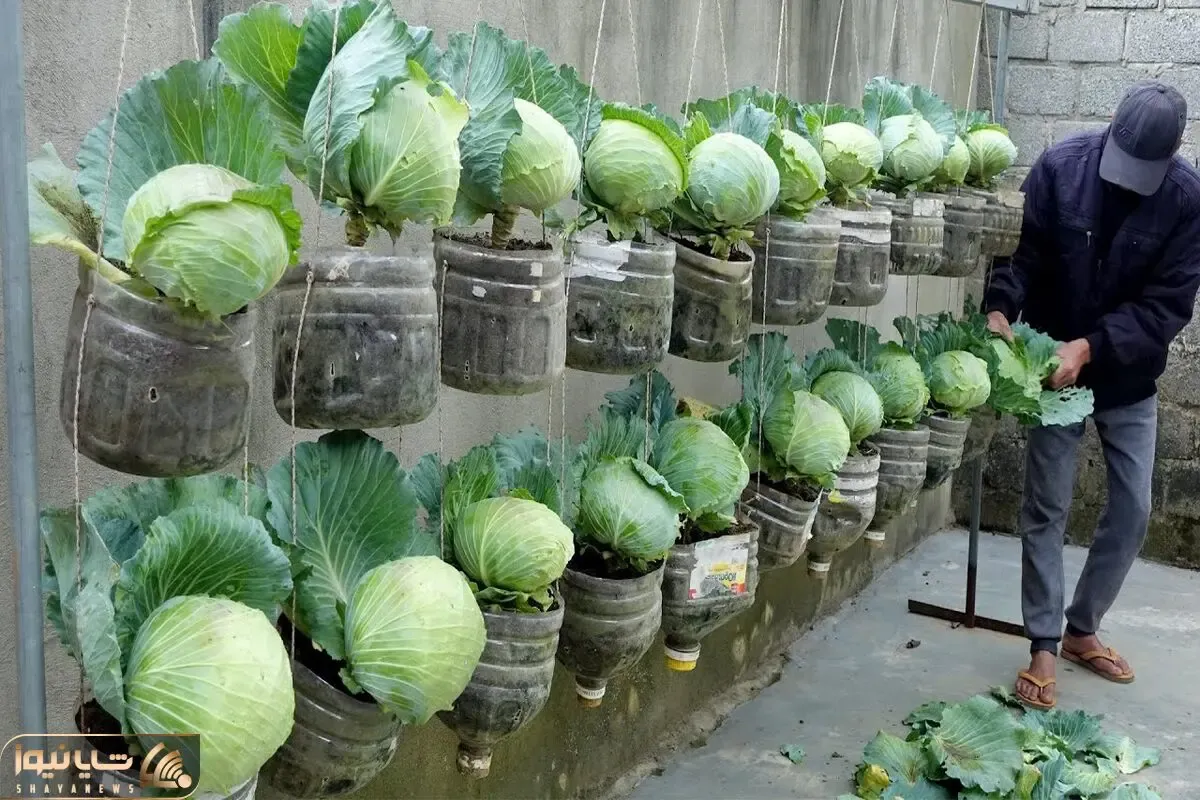 کاشت و برداشت خانگی؛ بطری های پلاستیکی آب معدنی رو دور نندازیا توش کلم پیچ بکار محشره