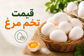 قیمت تخم مرغ امروز پنجشنبه 8  مرداد 1405 / شانه تخم مرغ 30 تایی چقدر شد؟
